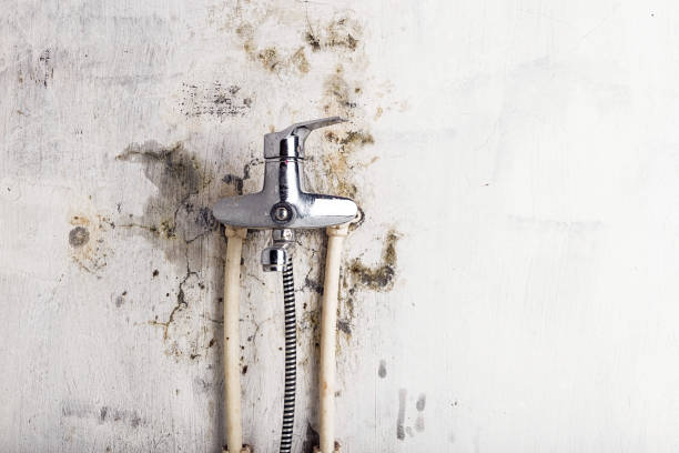 Best Residential Mold Removal  in West Leechburg, PA