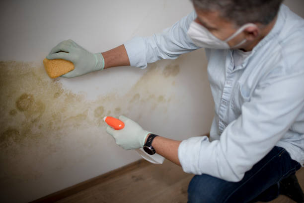 Crawl Space Mold Removal in West Leechburg, PA
