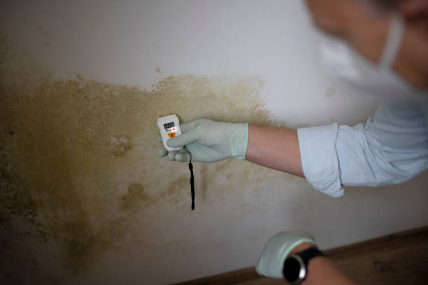 Office Mold Removal Services in West Leechburg, PA