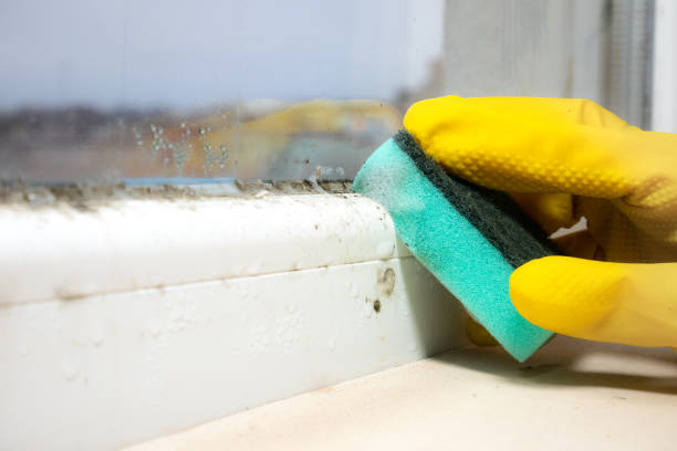 Best Office Mold Removal Services  in West Leechburg, PA