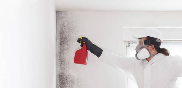 Best Emergency Mold Removal  in West Leechburg, PA