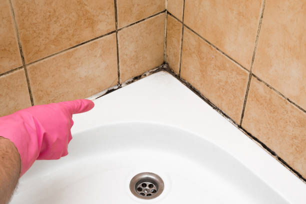 Best Mold Removal Company Near Me  in West Leechburg, PA